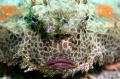   Polkadot Batfish  